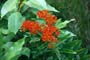 butterfly-weed