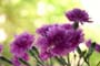 carnation (Purple)