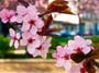 almond-blossom