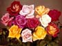 rose-bouquet