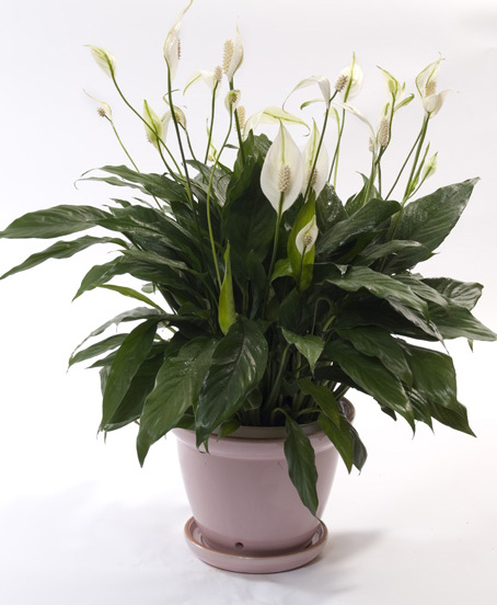 Peace Lily 