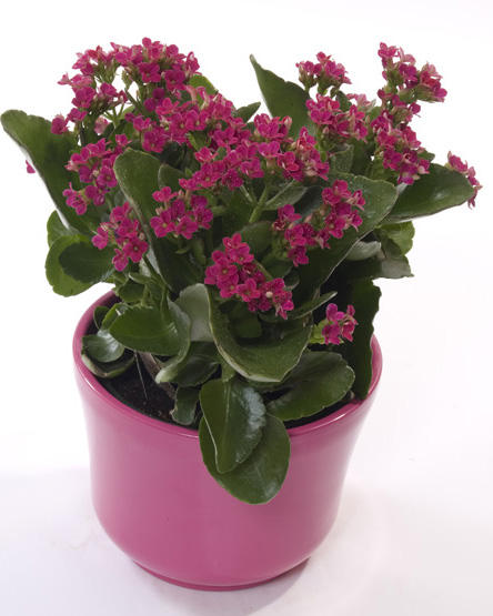 Cute Kalanchoe