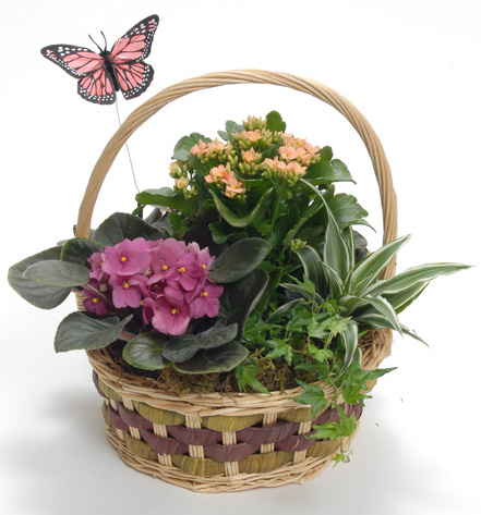 Serenity Basket