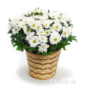 Seasonal Potted Daisy Plant