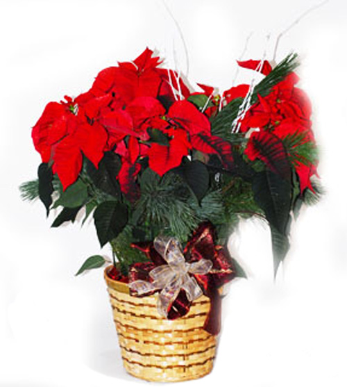 The Poinsettia 