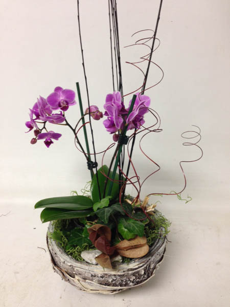 Orchid Plant