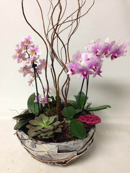 Orchid Plant