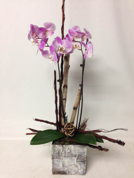 Orchid Plant