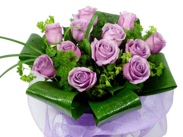 Lavender Roses