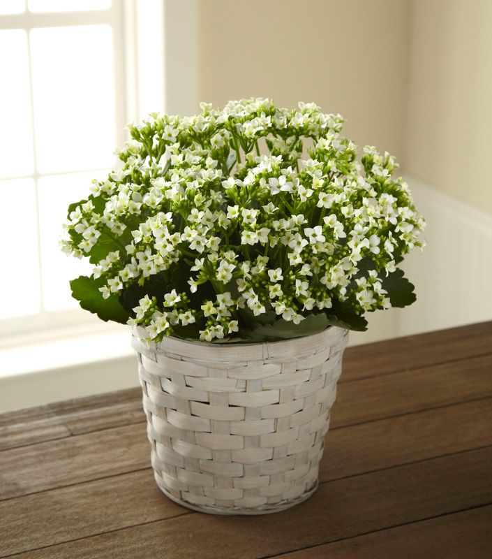  White Kalanchoe