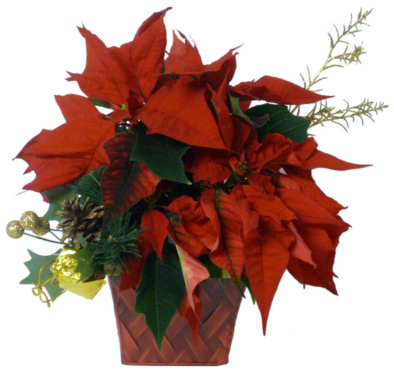 The Festive Cascade Poinsettia Plant